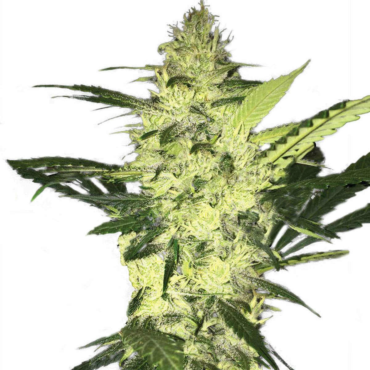 TH Seeds® - LA S.A.G.E. - 1