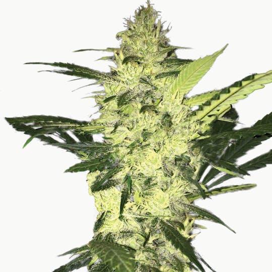 TH Seeds® - LA S.A.G.E. - 1