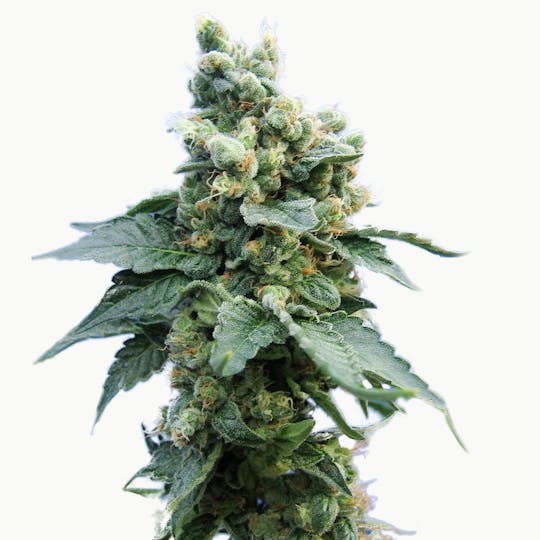 TH Seeds® - Sage N' Sour - 1