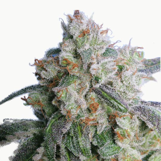 TH Seeds® - Burmese Kush - 1