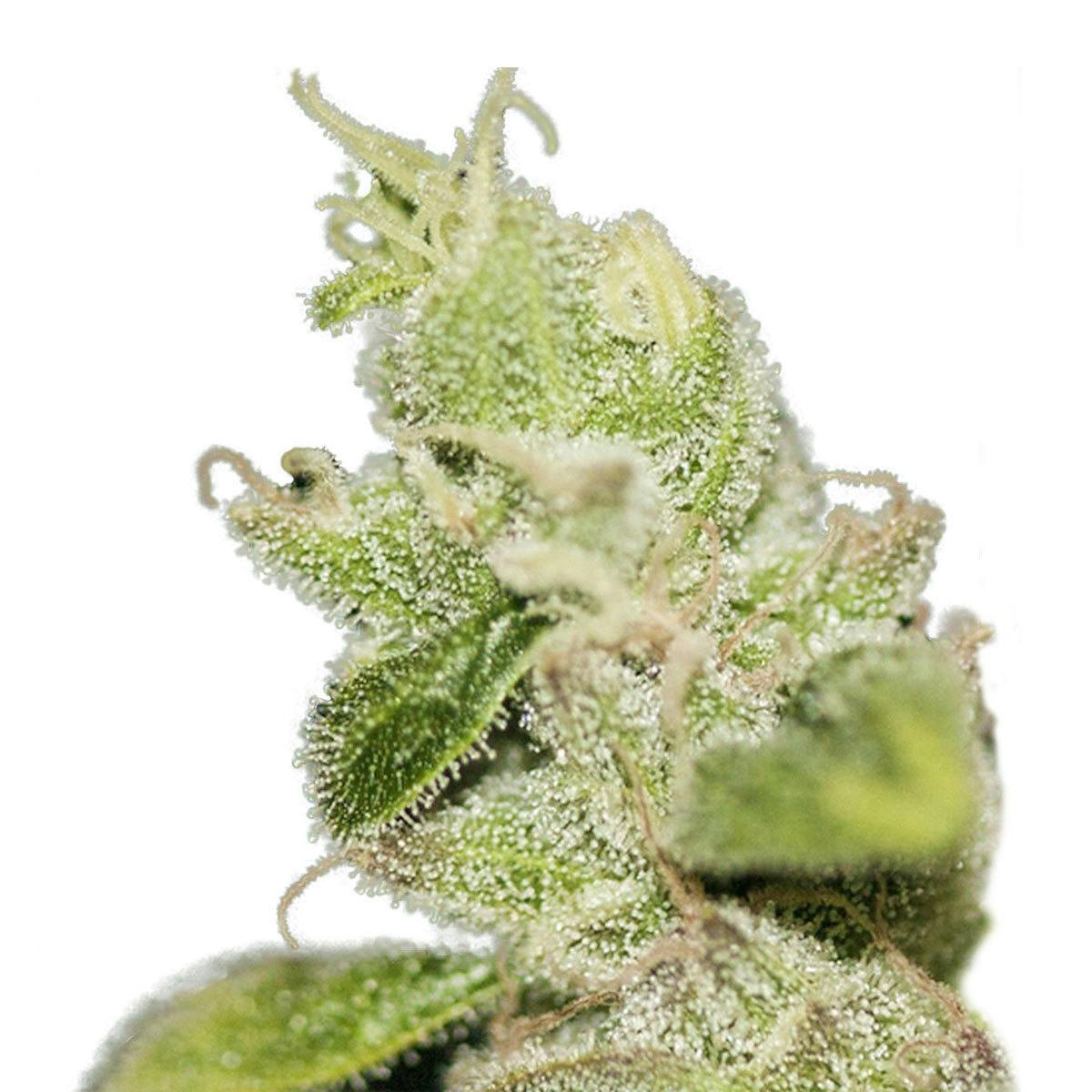 TH Seeds® - Ultra Sour Kush - 1