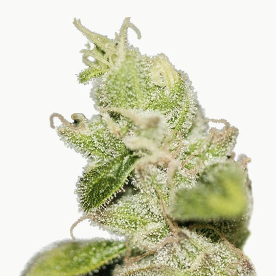 TH Seeds® - Ultra Sour Kush - 1