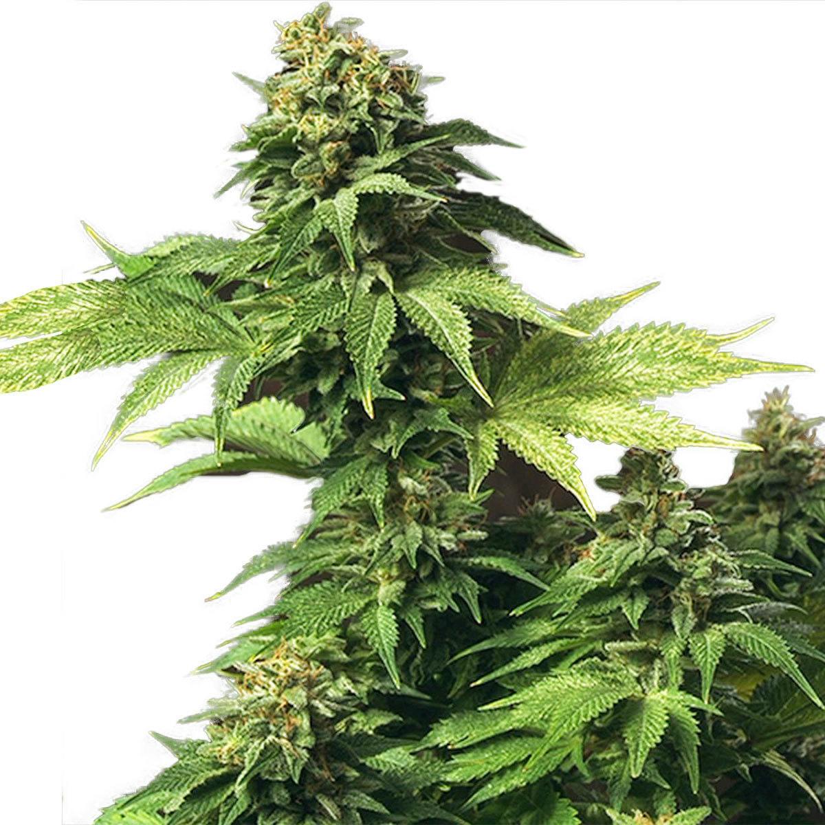 TH Seeds® - Akorn - 1