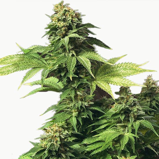 TH Seeds® - Akorn - 1