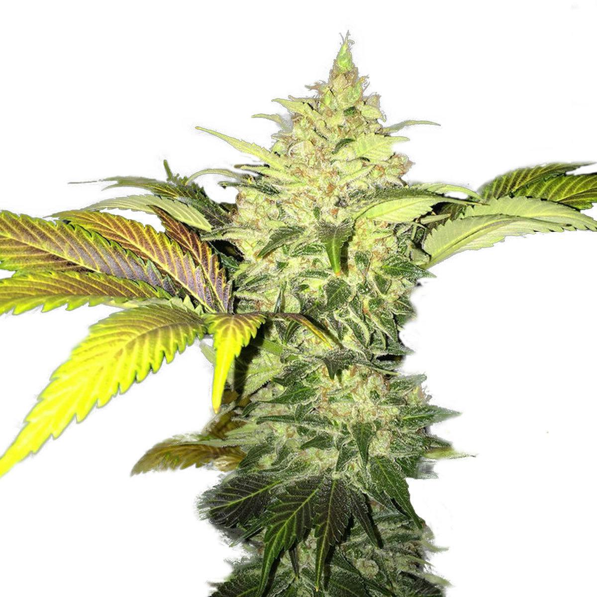 TH Seeds® - Roof 95 - 1