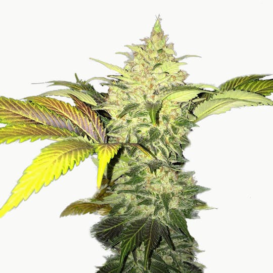 TH Seeds® - Roof 95 - 1