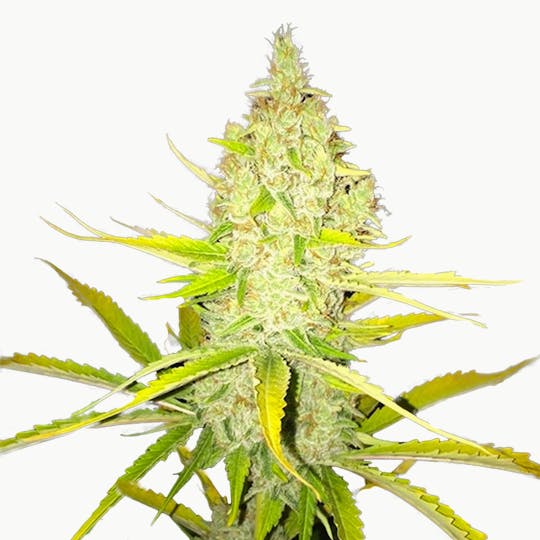 TH Seeds® - Chicle AKA Bubbledawg - 1