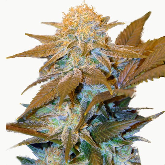 TH Seeds® - Critical Hog - 1