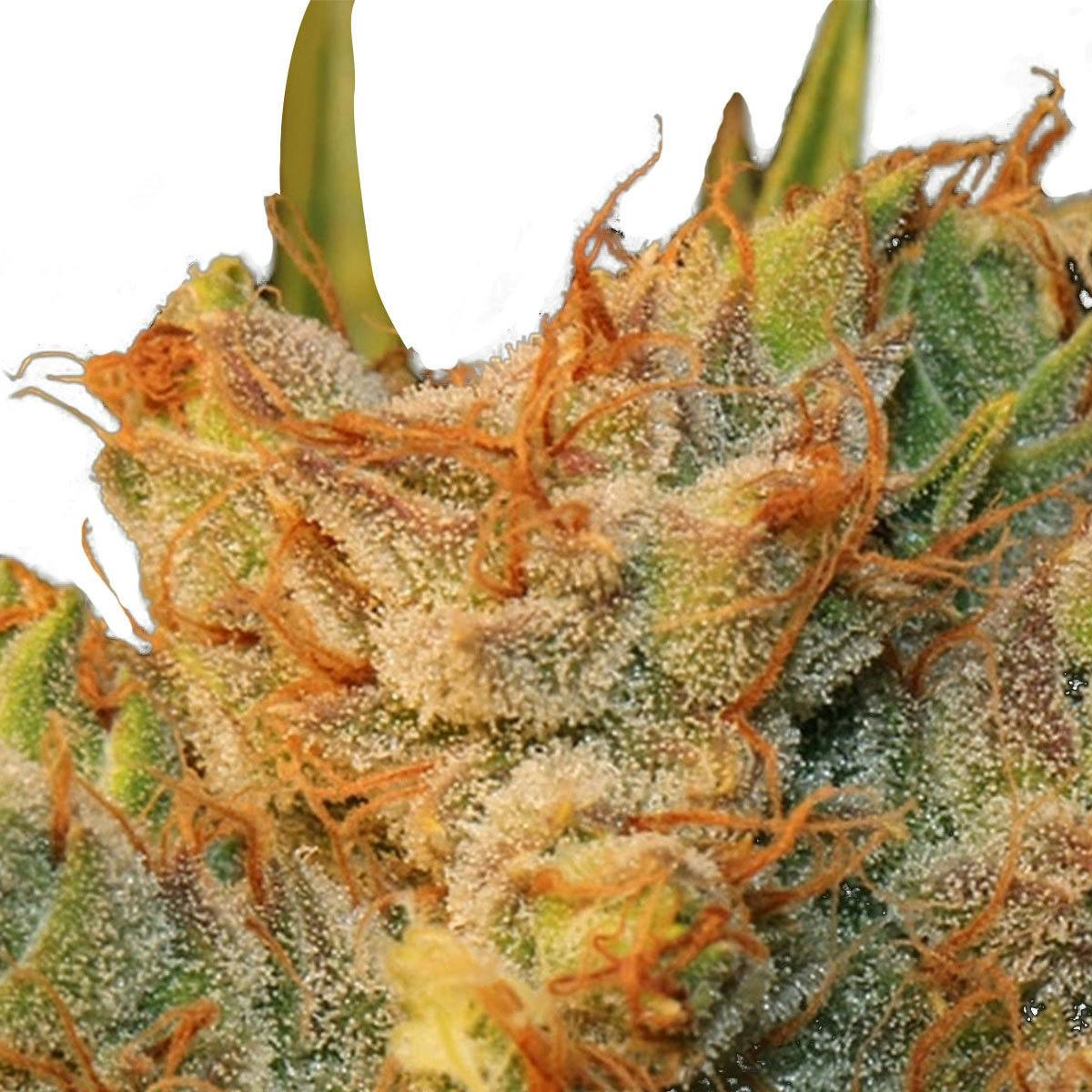 TH Seeds® - MK-Ultra Kush X Bubble - 1
