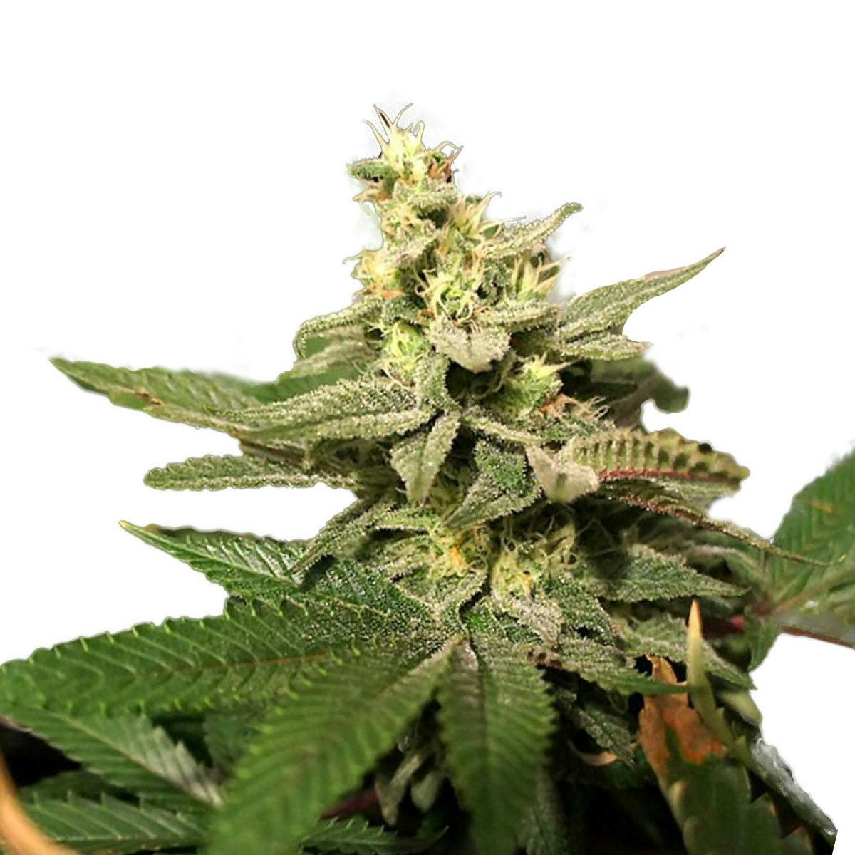 TH Seeds® - MKAGE - 1