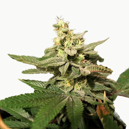 TH Seeds® - MKAGE - 1