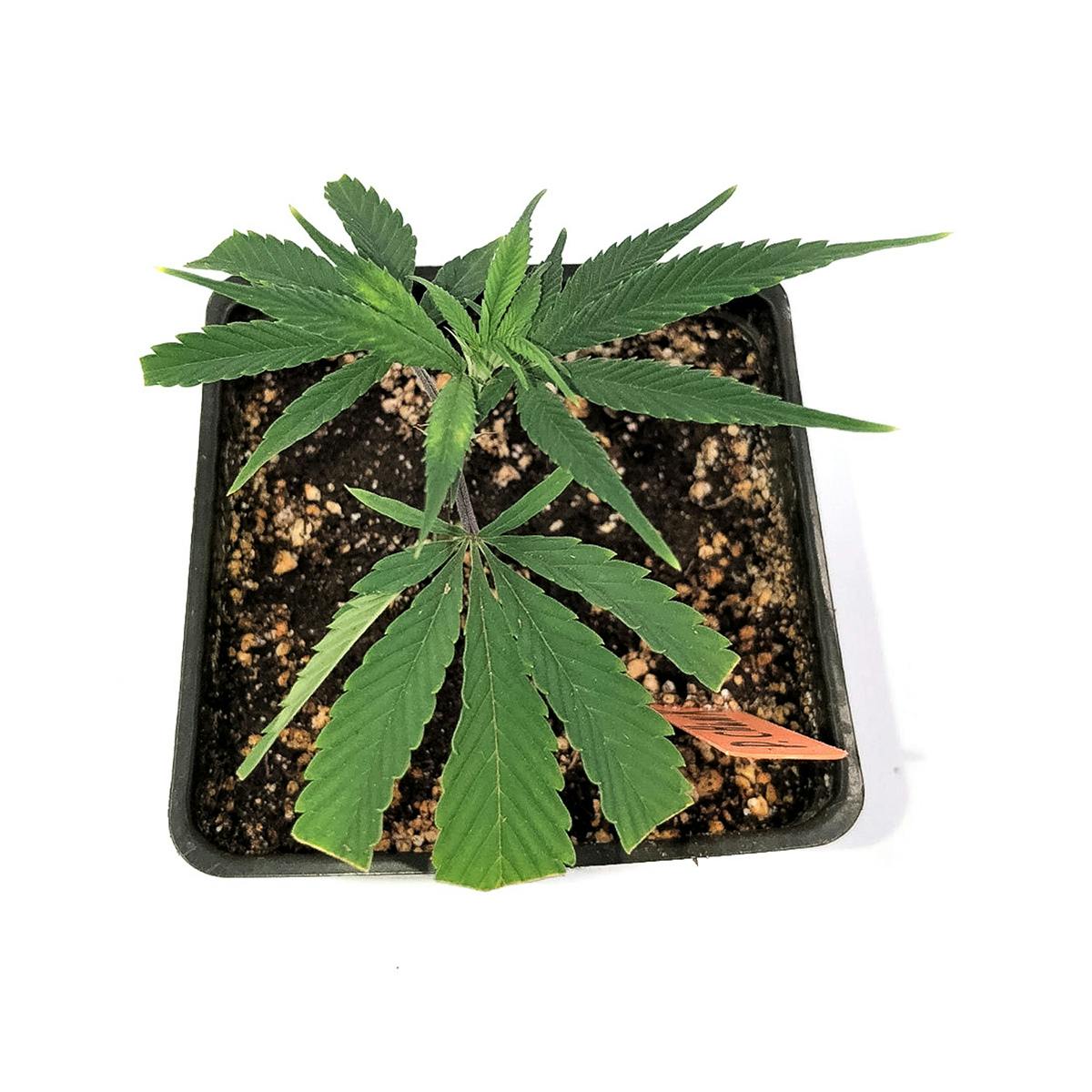 Pine Street Cannabis Company - Pine Street | Cookies Kush | Clone - 1