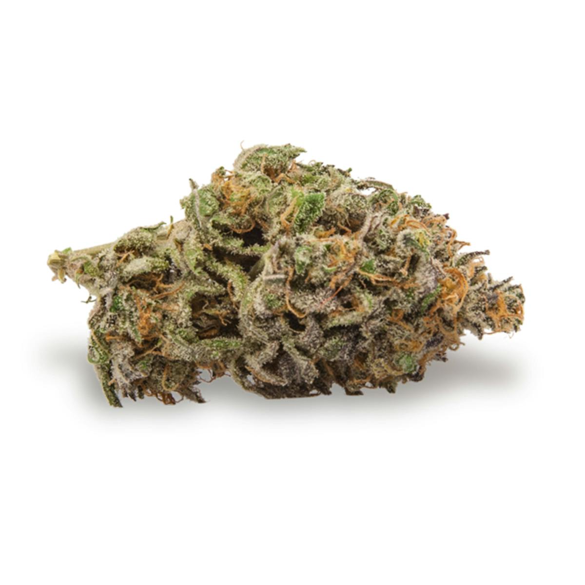 TreeHawk Farms - Black Afghan - 1