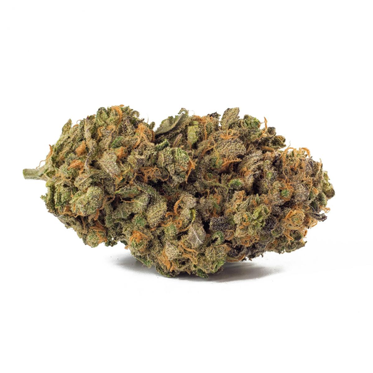 TreeHawk Farms - Snoops Dream - 1