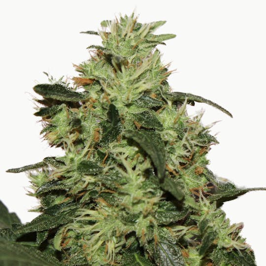 Sarki Seeds - Amkush Feminizada - 1