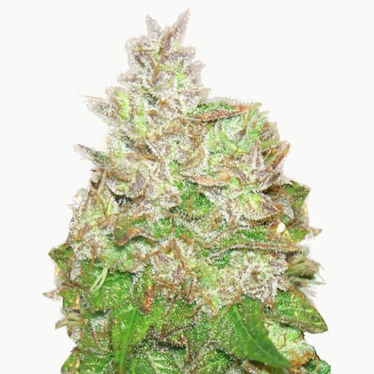 Sarki Seeds - Limonade Feminizada - 1