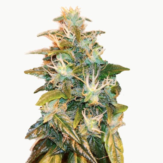 Sarki Seeds - Txissa Kush Feminizada - 1