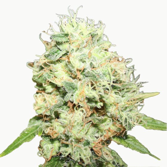Sarki Seeds - Skunk Kush Feminizada - 1