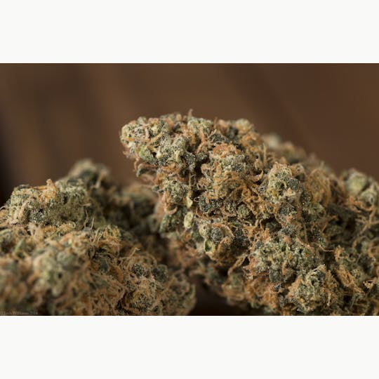 GLP - Triple Bodhi - 1