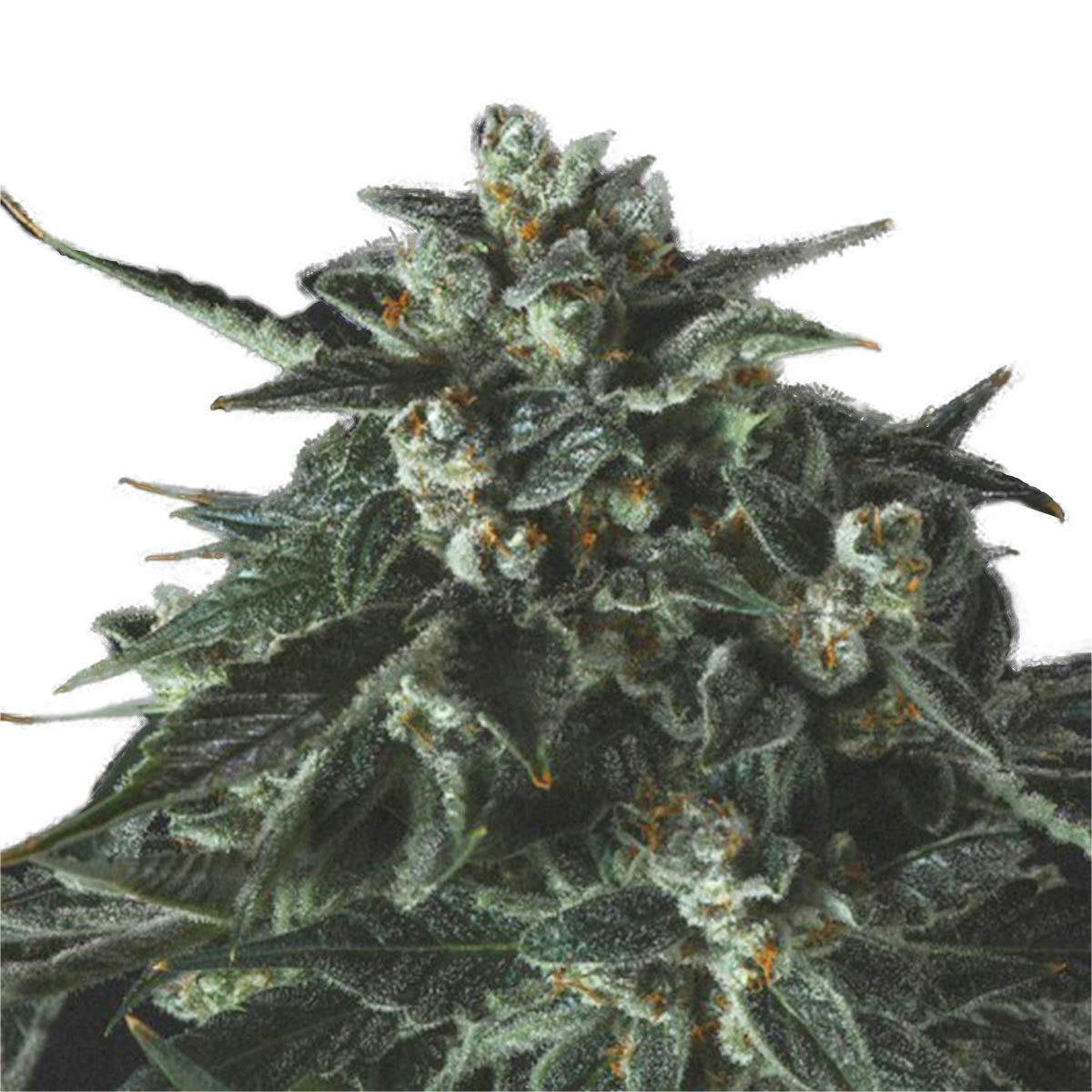 Genofarm - Black Diesel - 1
