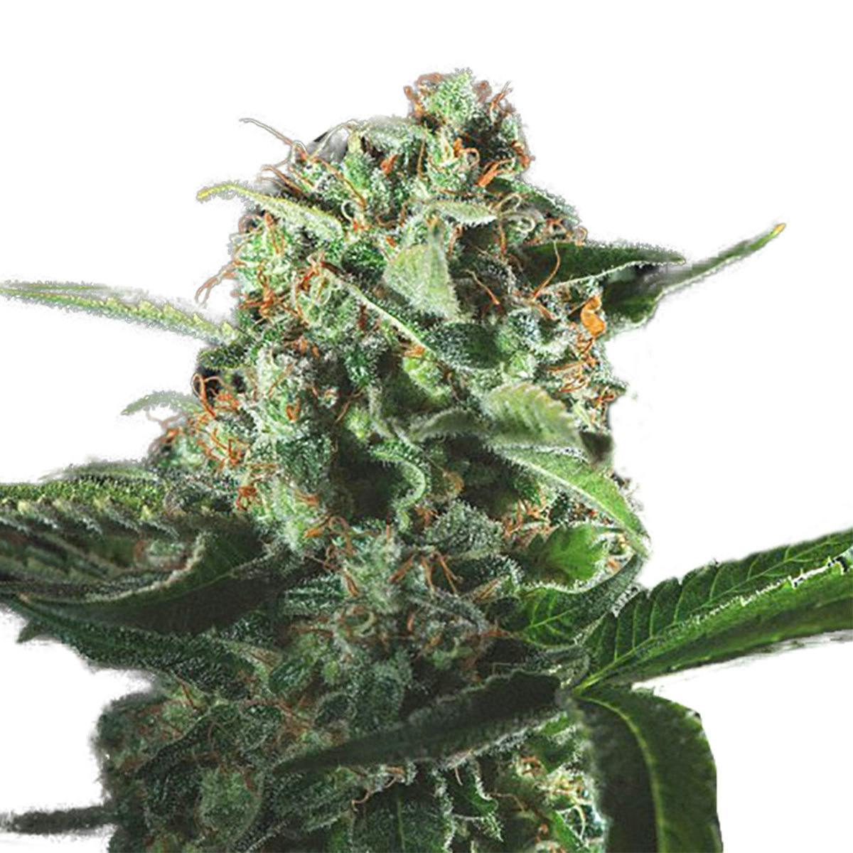 Genofarm - Mediflake - 1