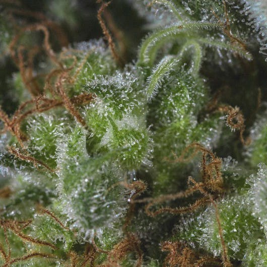 Genofarm - Medicandy - 1