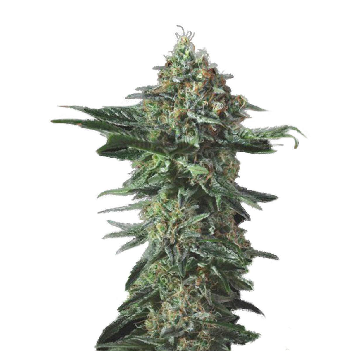 Genofarm - Manguífera Índica - 1