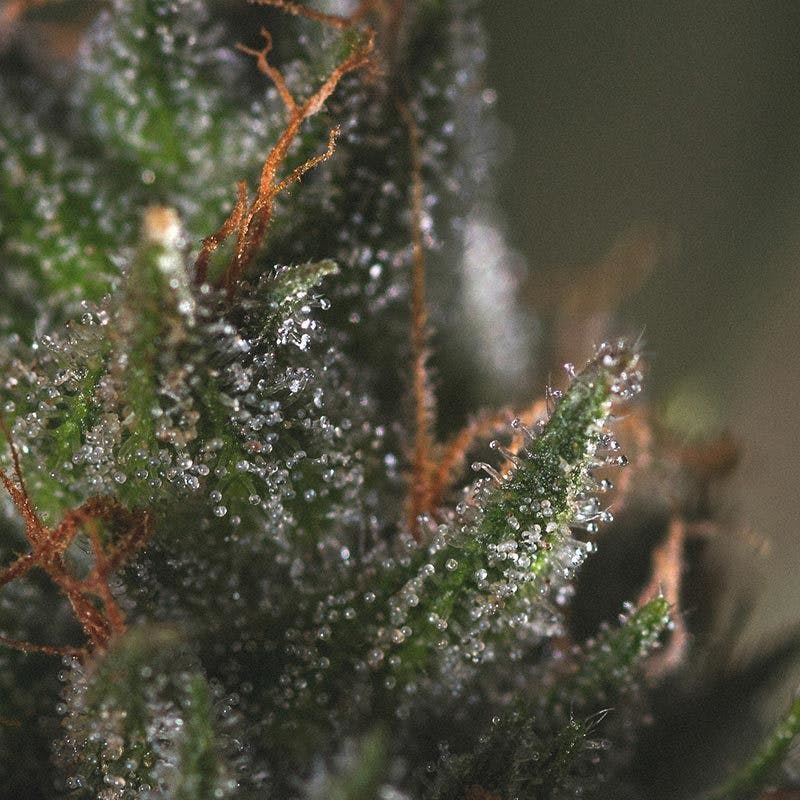 Genofarm - MEDICRITICAL - 1