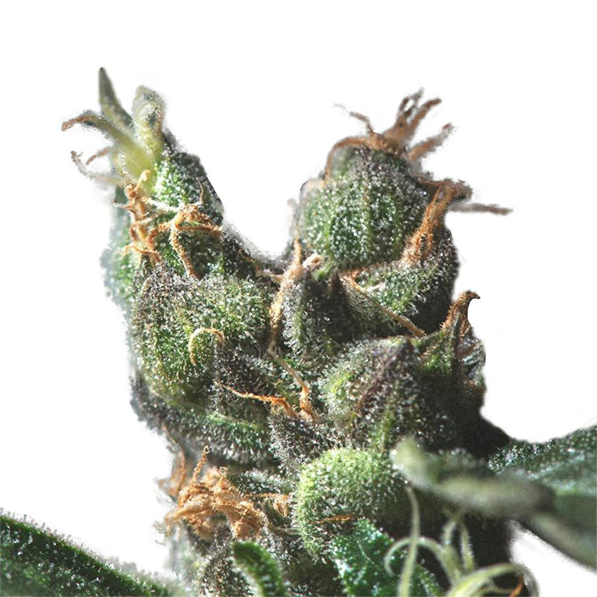 Genofarm - SOUR DIESEL - 1