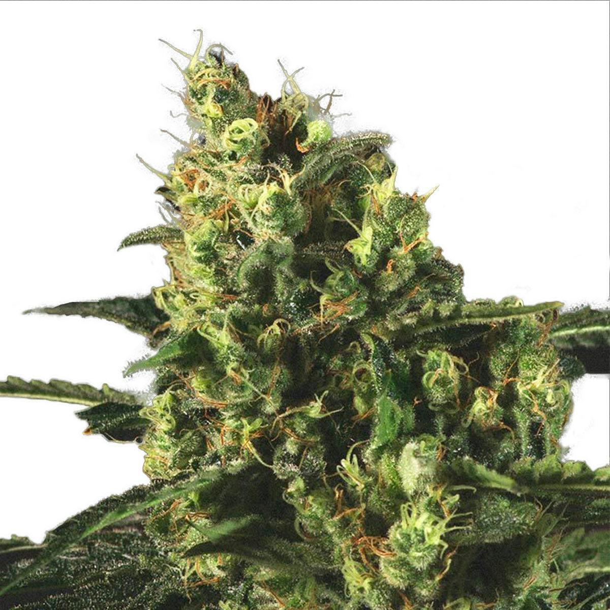 Genofarm - Easy Haze - 1