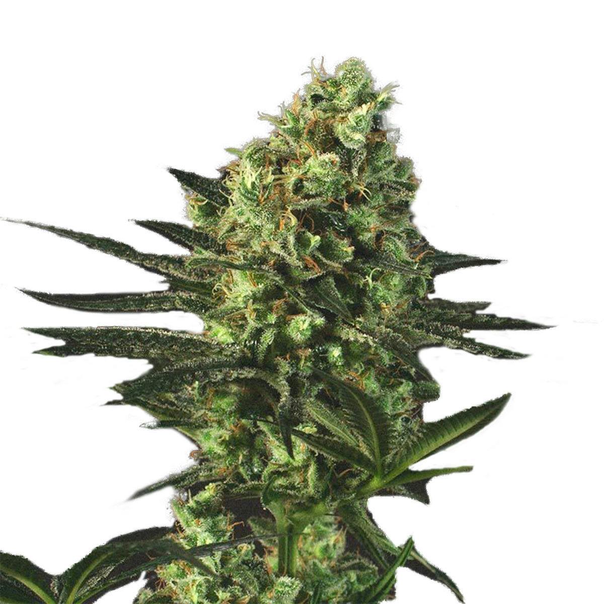 Genofarm - Best Mango - 1