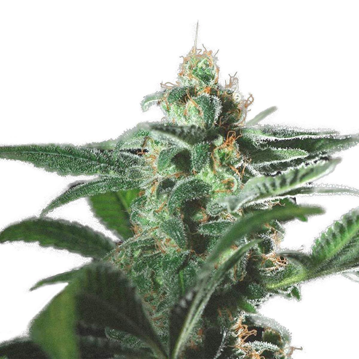Genofarm - Farm Cheese - 1
