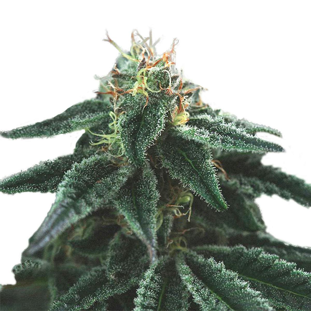 Genofarm - Snowflake - 1