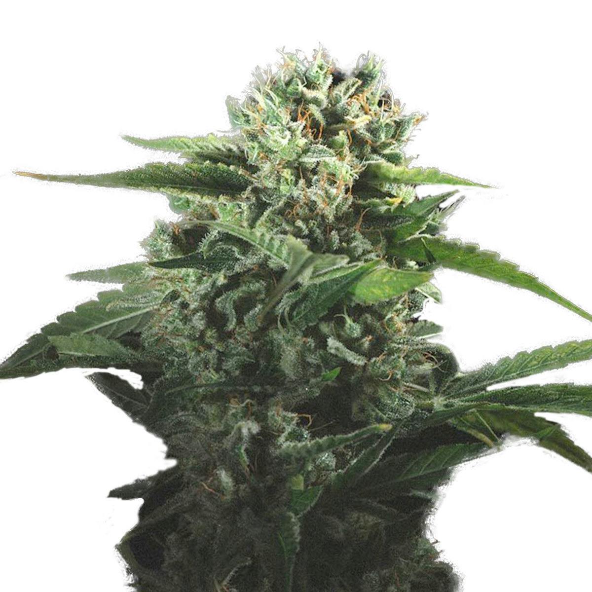 Genofarm - The Critical - 1