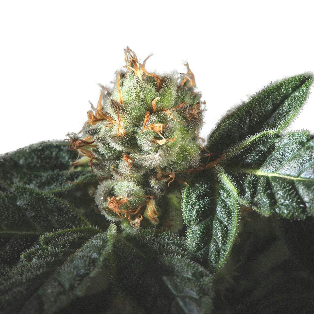 Genofarm - Candyland - 1