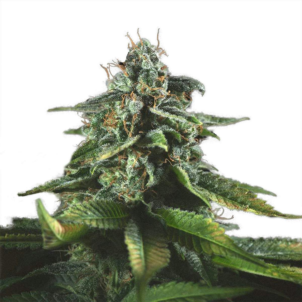 Genofarm - San Fernando Valley - 1