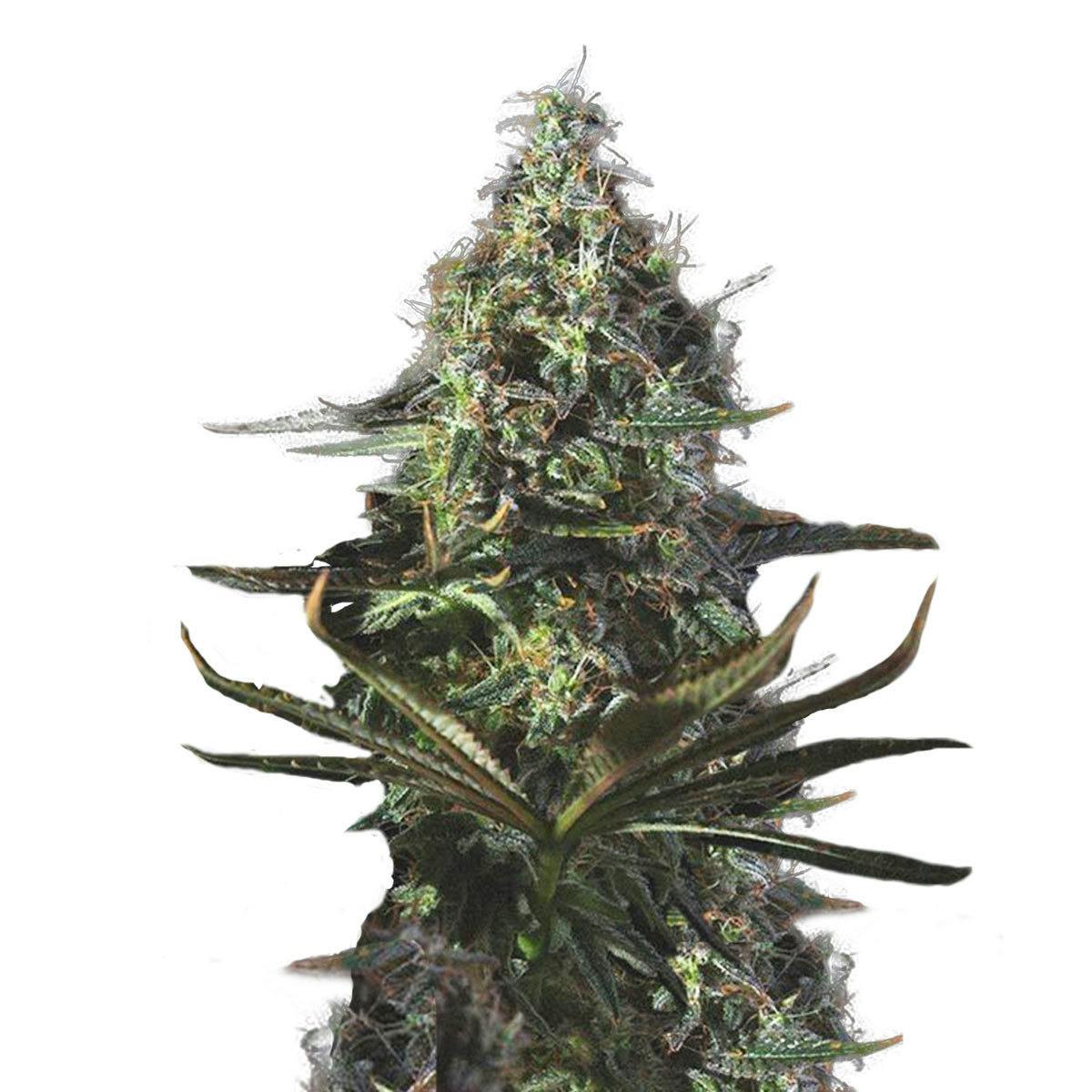 Genofarm - Ancient Widow - 1