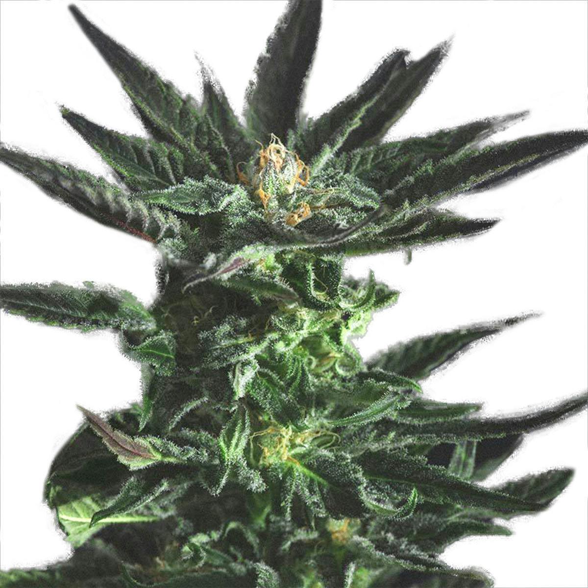 Genofarm - Cotton Kush Auto - 1