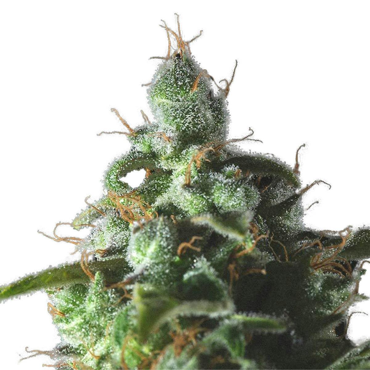 Genofarm - Thunderhaze Auto - 1