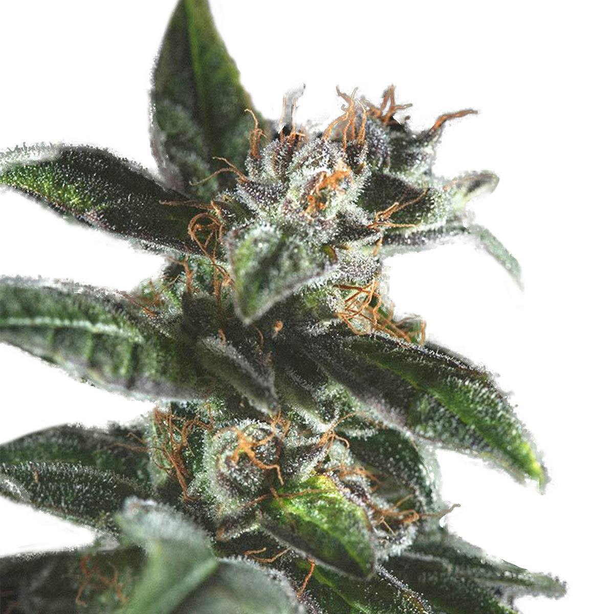 Genofarm - Farm Cheese Auto - 1