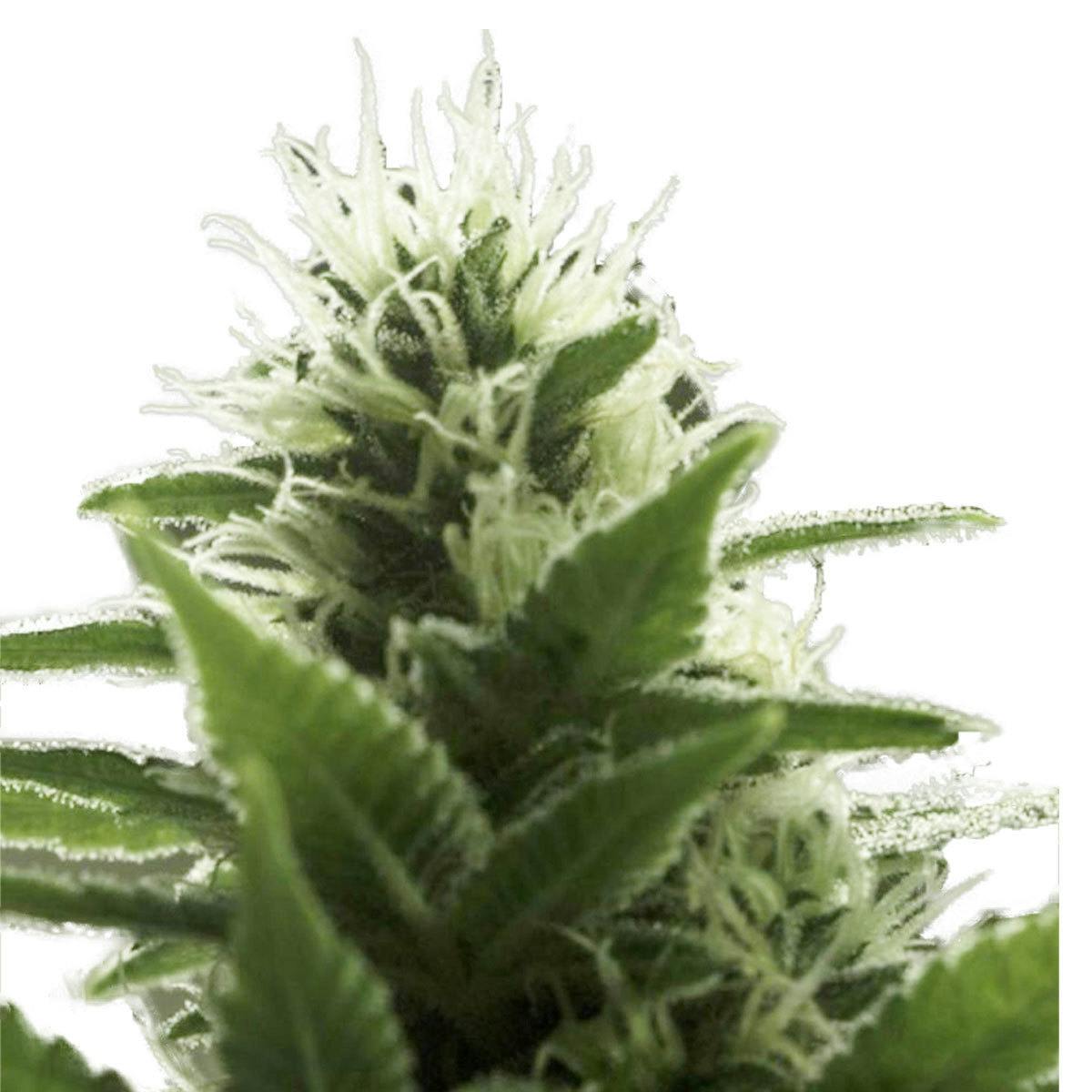 Eva Seeds - High Level - 1