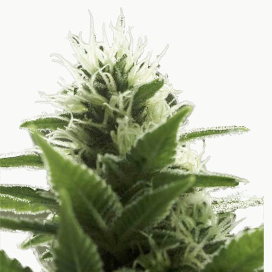 Eva Seeds - High Level - 1