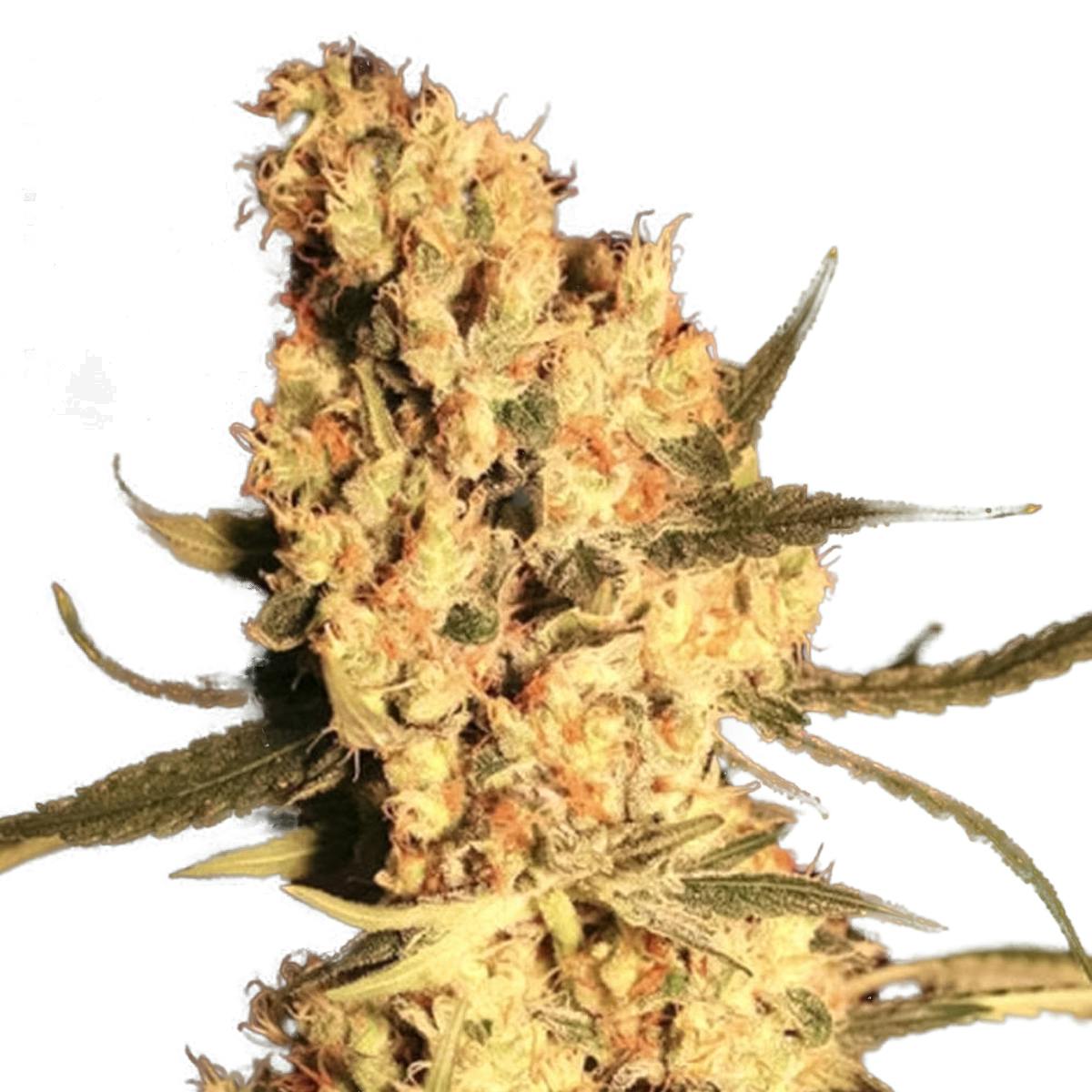 Eva Seeds - Jamaican Dream - 1