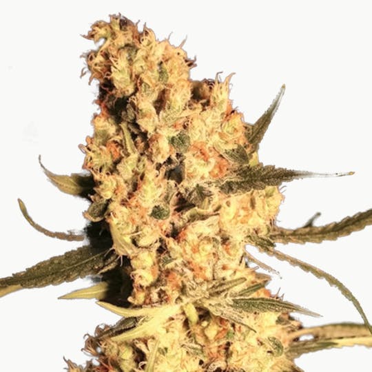 Eva Seeds - Jamaican Dream - 1