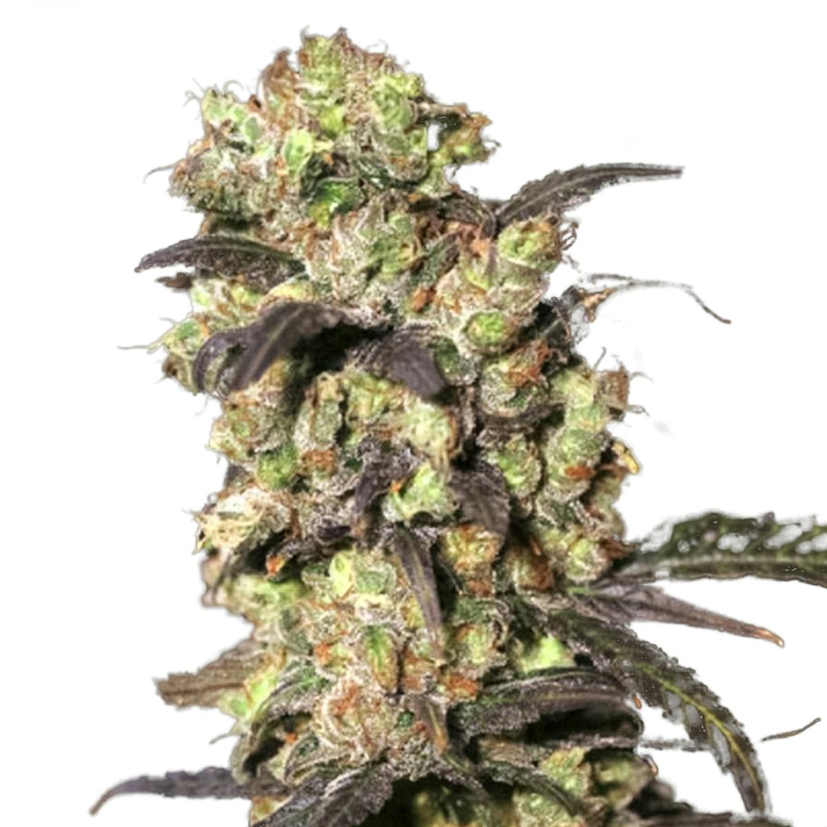 Eva Seeds - Pink Plant - 1