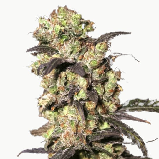 Eva Seeds - Pink Plant - 1