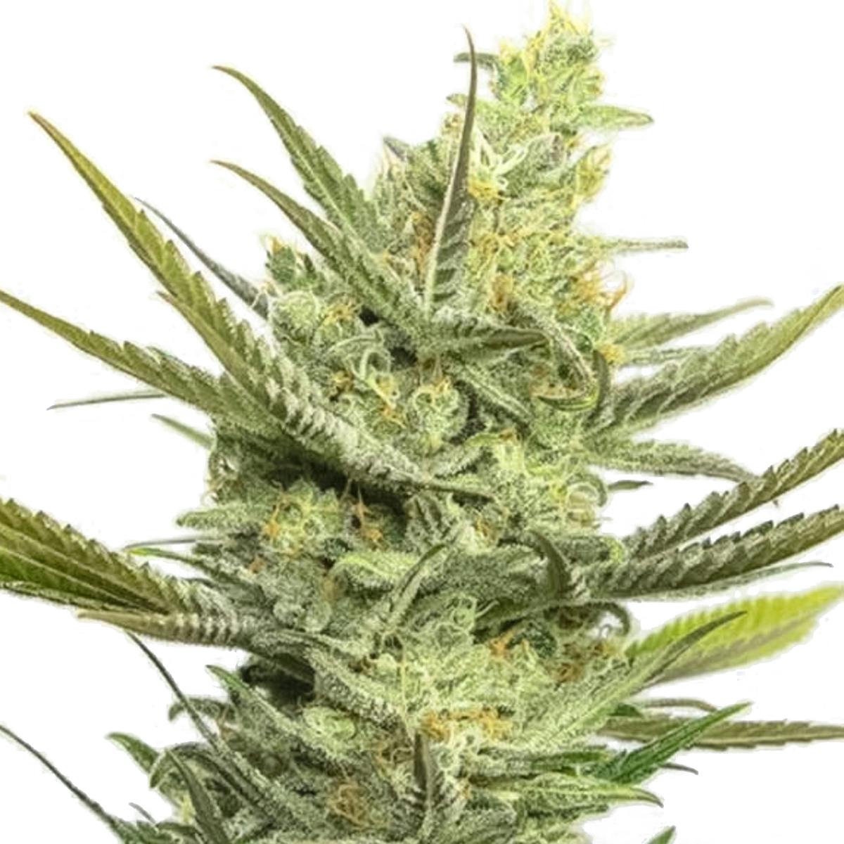 Eva Seeds - Gipsy Haze - 1