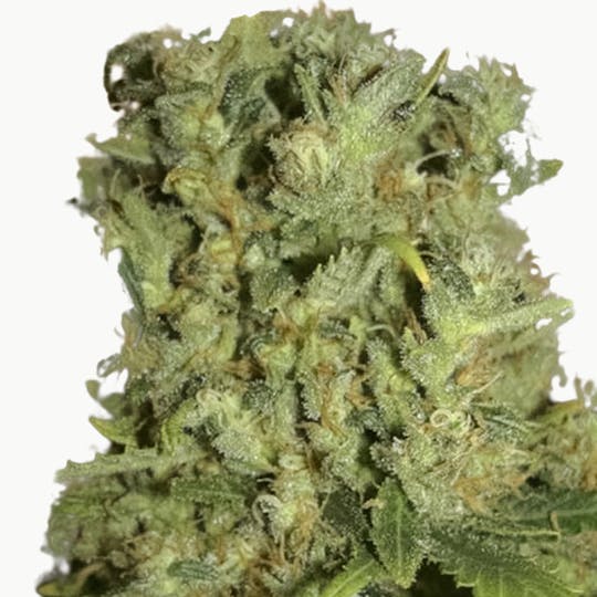 Eva Seeds - Monster - 1