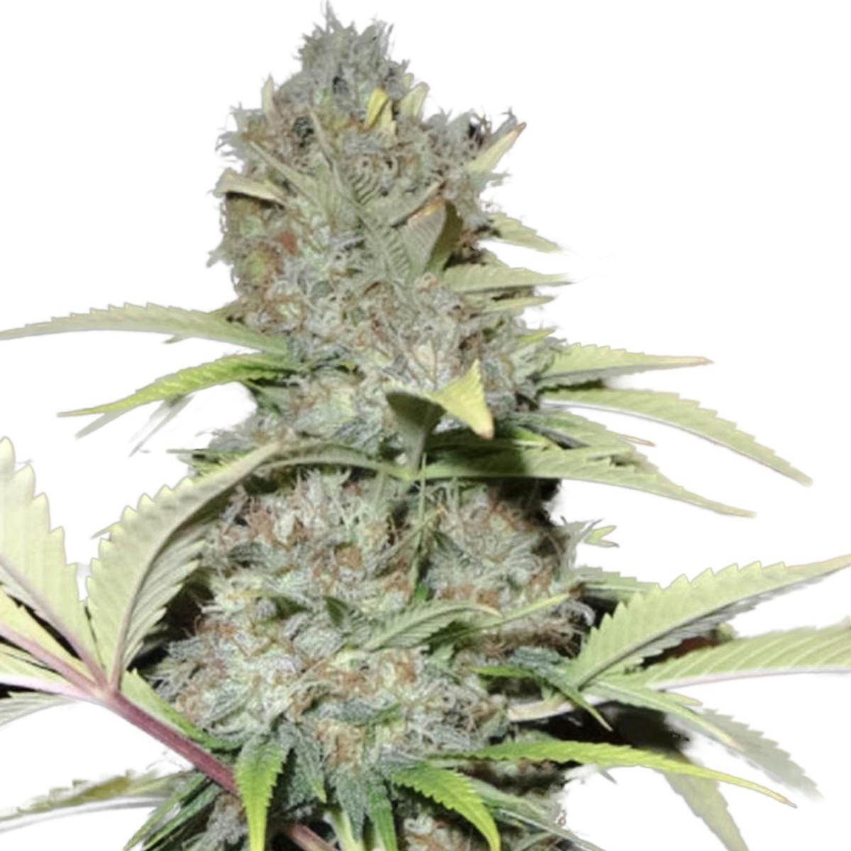 Eva Seeds - Excalibur - 1