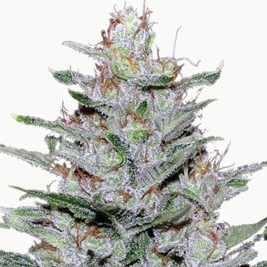 Eva Seeds - Missing Barcelona - 1
